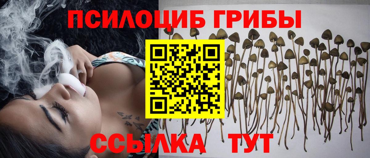 Псилоцибиновые грибы Cubensis Добрянка